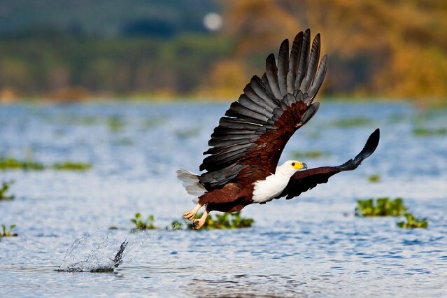 African fish eagle, Naivasha Lake National Park, Kenya2